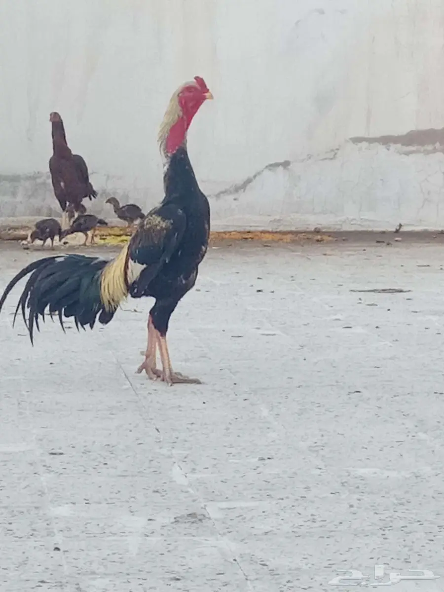 دجاج شامو للبيع 1