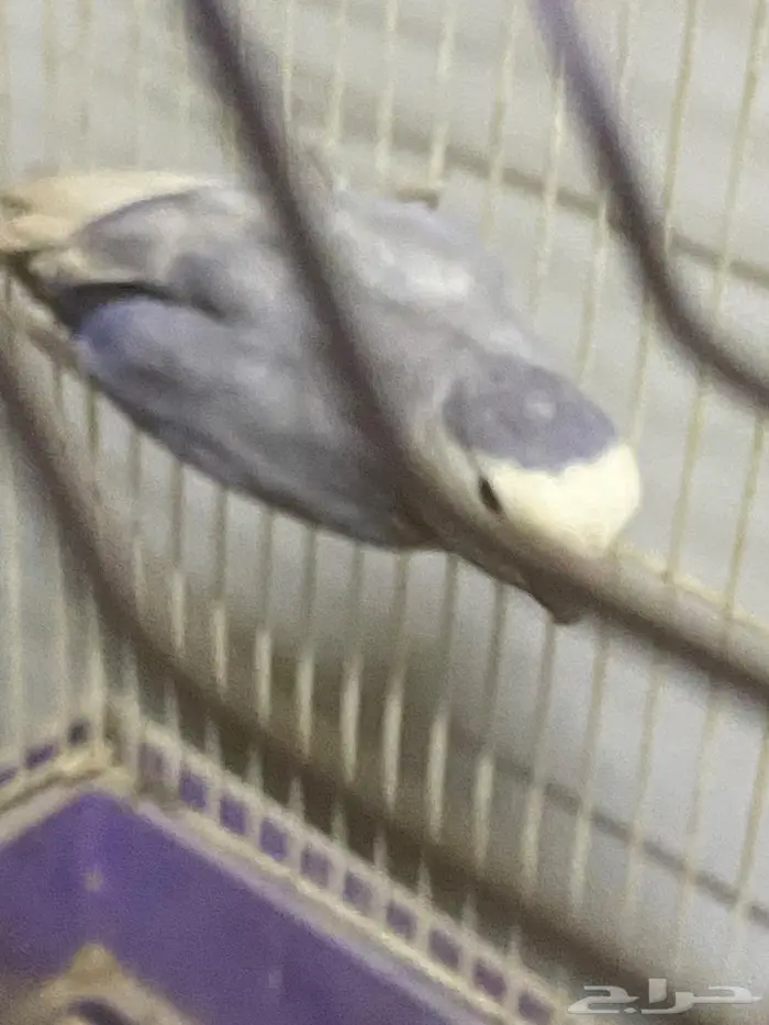 ذكور روز 3