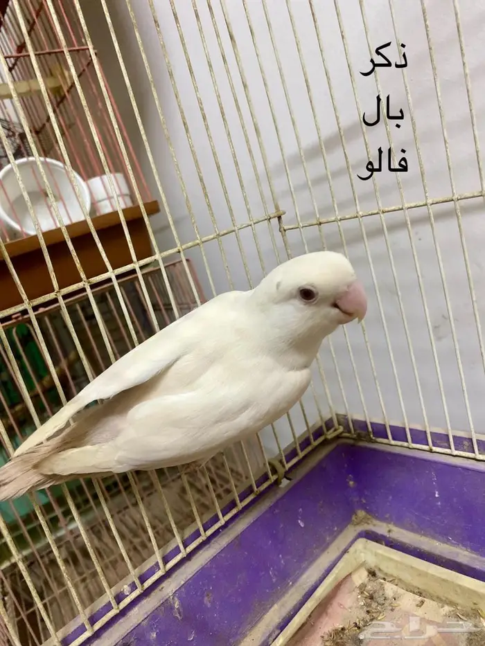 ذكور روز 0