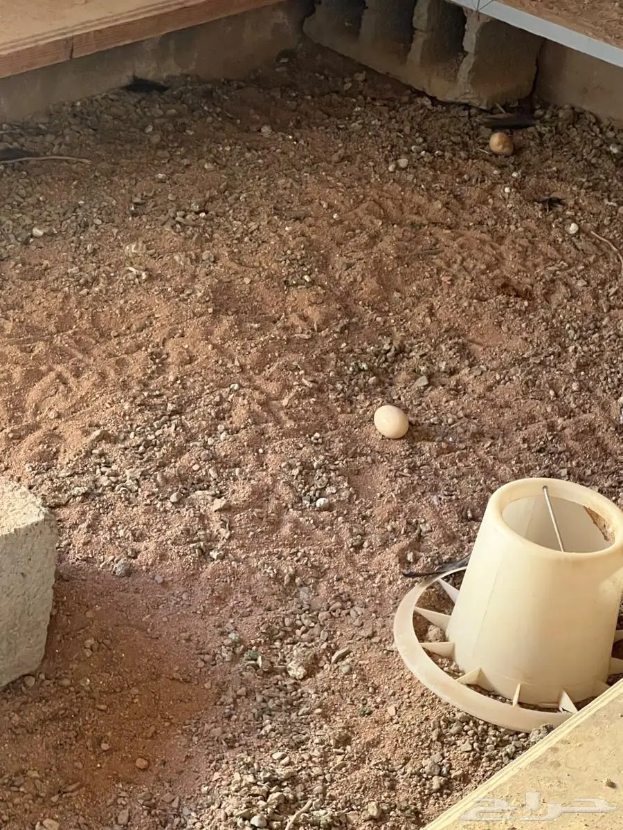 دجاج باكستاني منتج 4