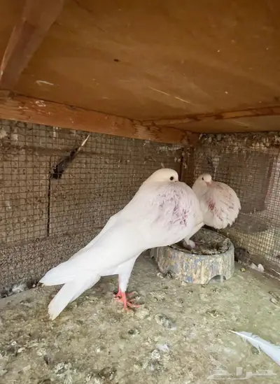 حمام نفاخ نرويجي 2