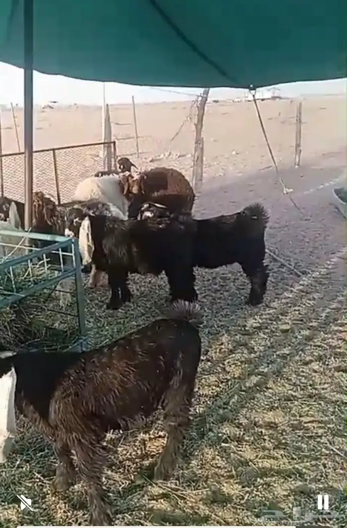 عوارض تيس عدد 5 وهرفي نعيم عدد 4 مقفله 1