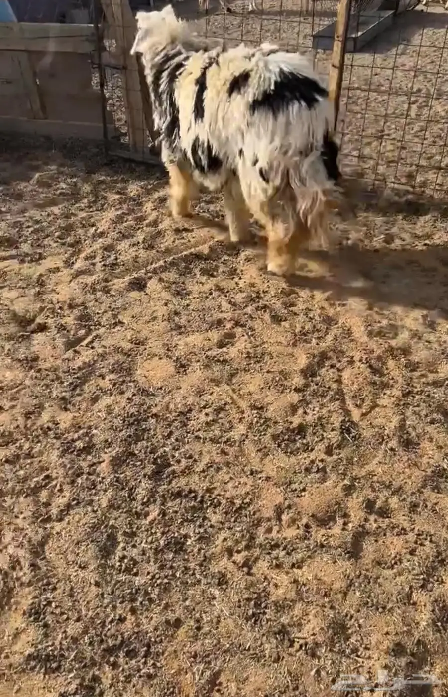رخل ذبيحه 0