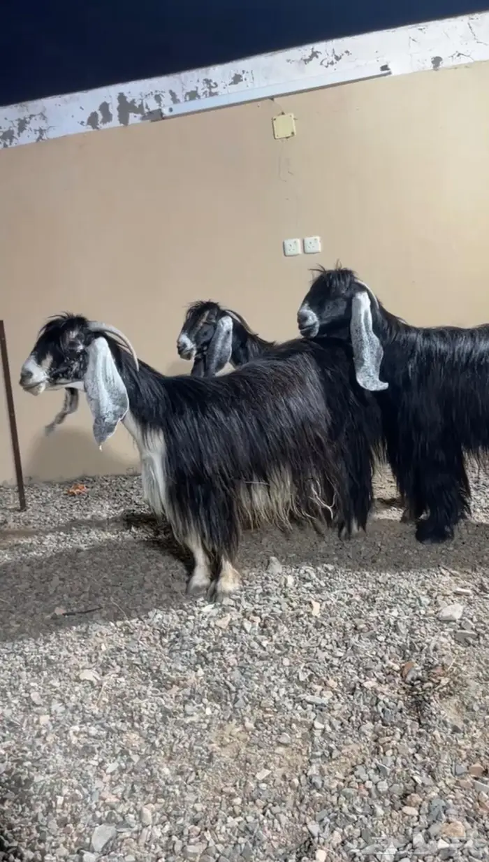 معزا عوارض كفو صنف 0
