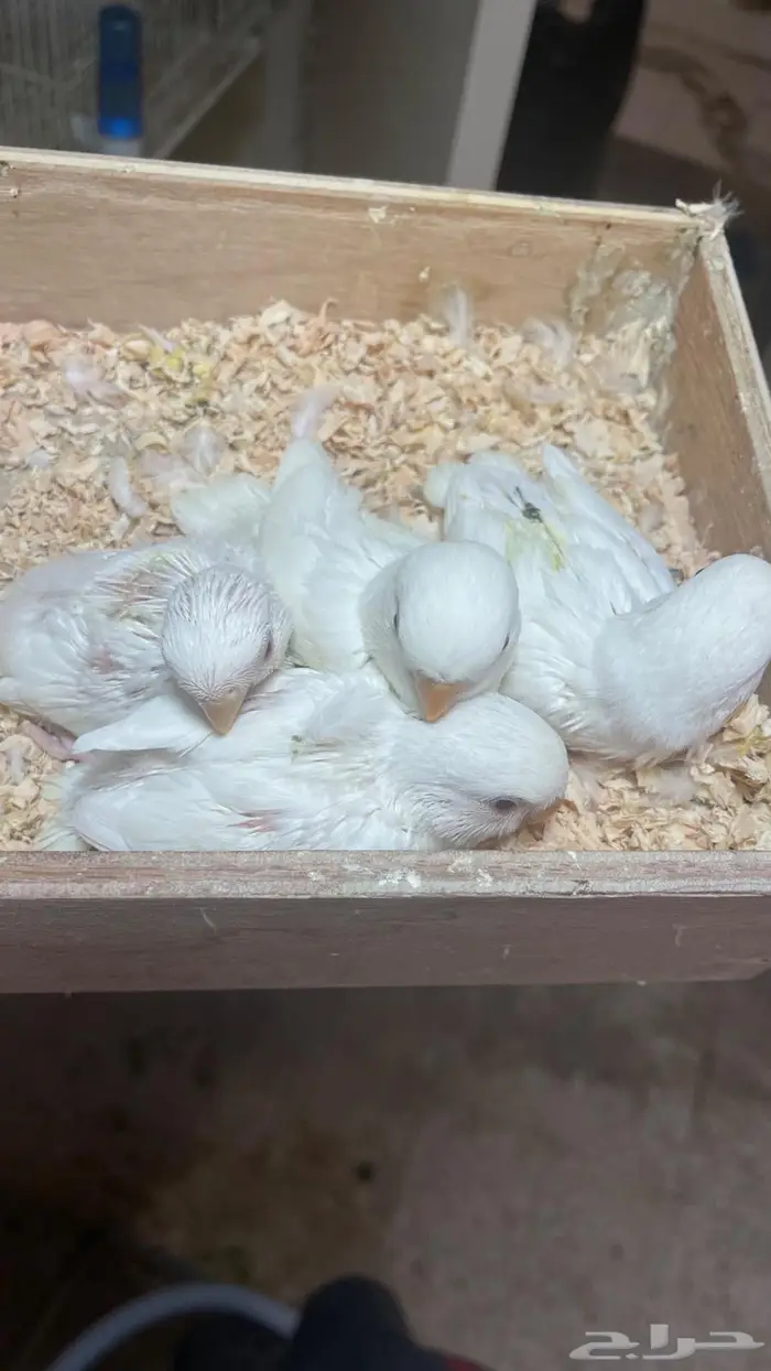 فروخ روز البينو( تم البيع ) 0