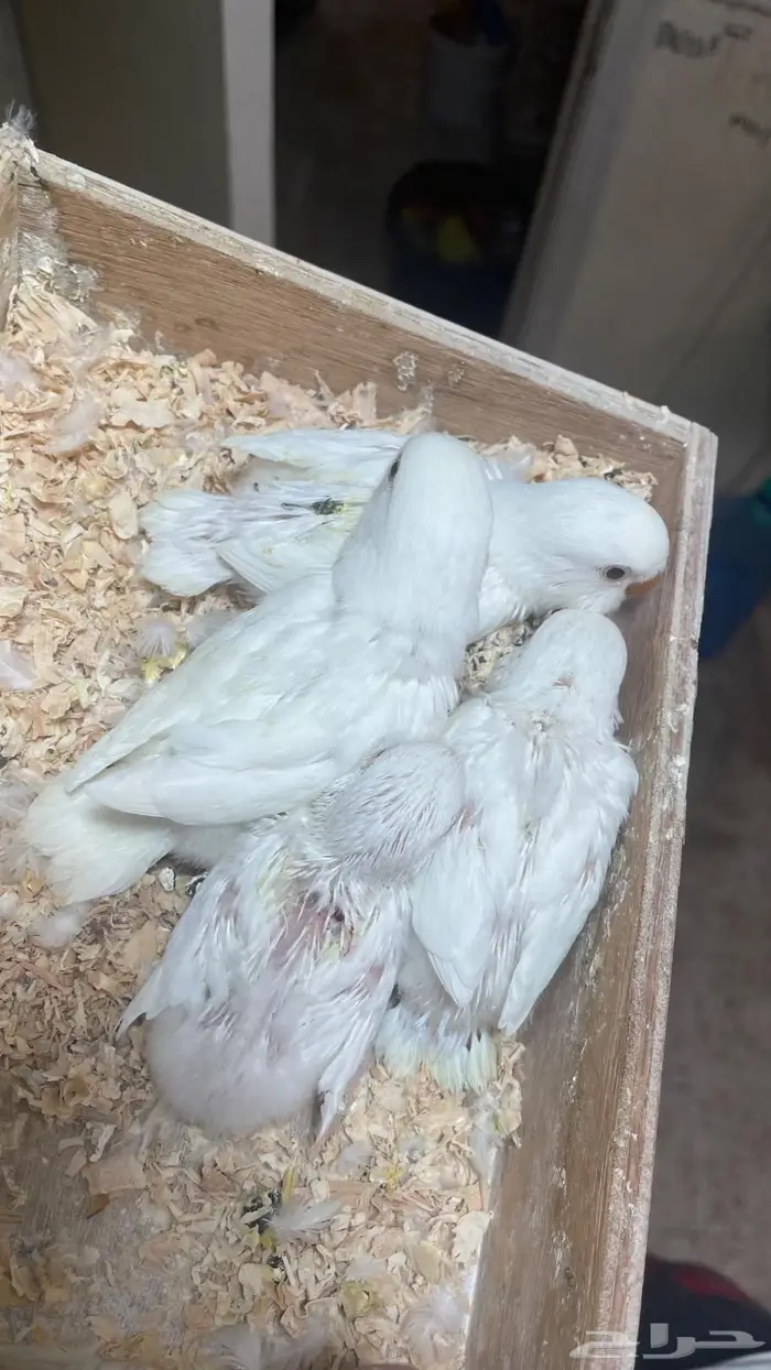 فروخ روز البينو( تم البيع ) 2