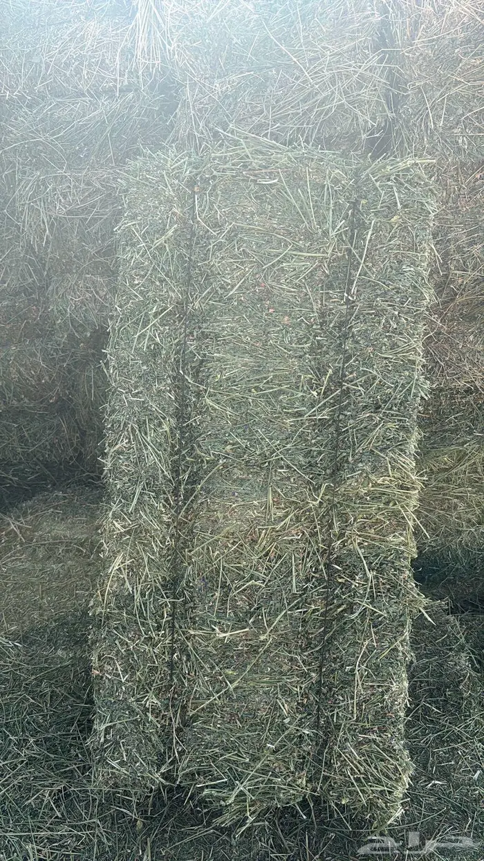 برسيم جندير صافي 0