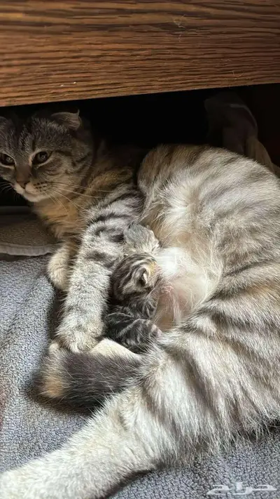 قط ذكر للتزاوج (سكوتش فولد) نوعية ممتازة Scottish Fold 0