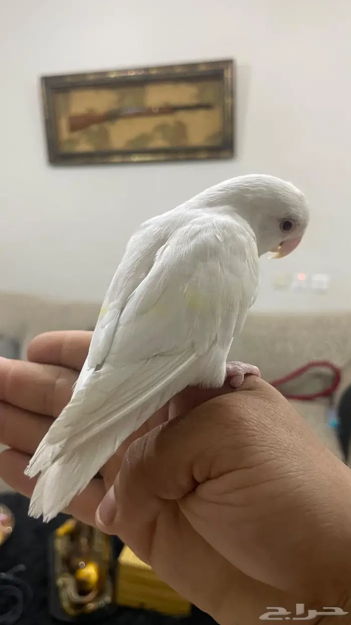 روز هدد داخلي البينو 2