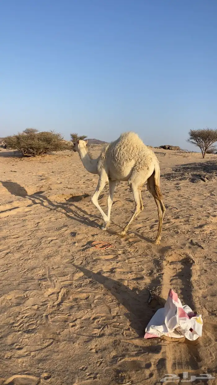 بكره للبيع الموقع بيشة 1