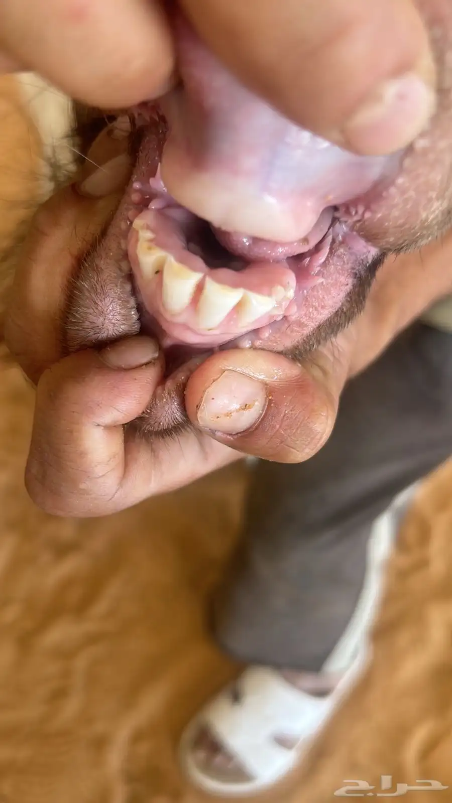 فحل بورقت 0