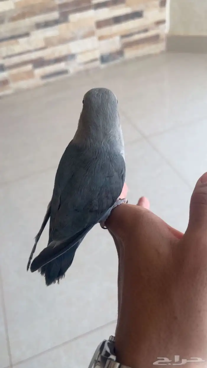 طير روز اليف وهدد 1