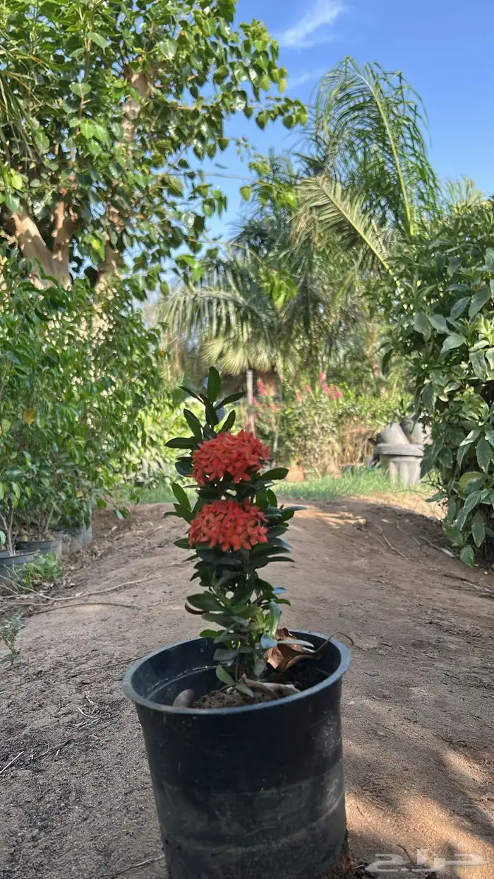 أشجار و شجيرات بأسعار الجملة 5