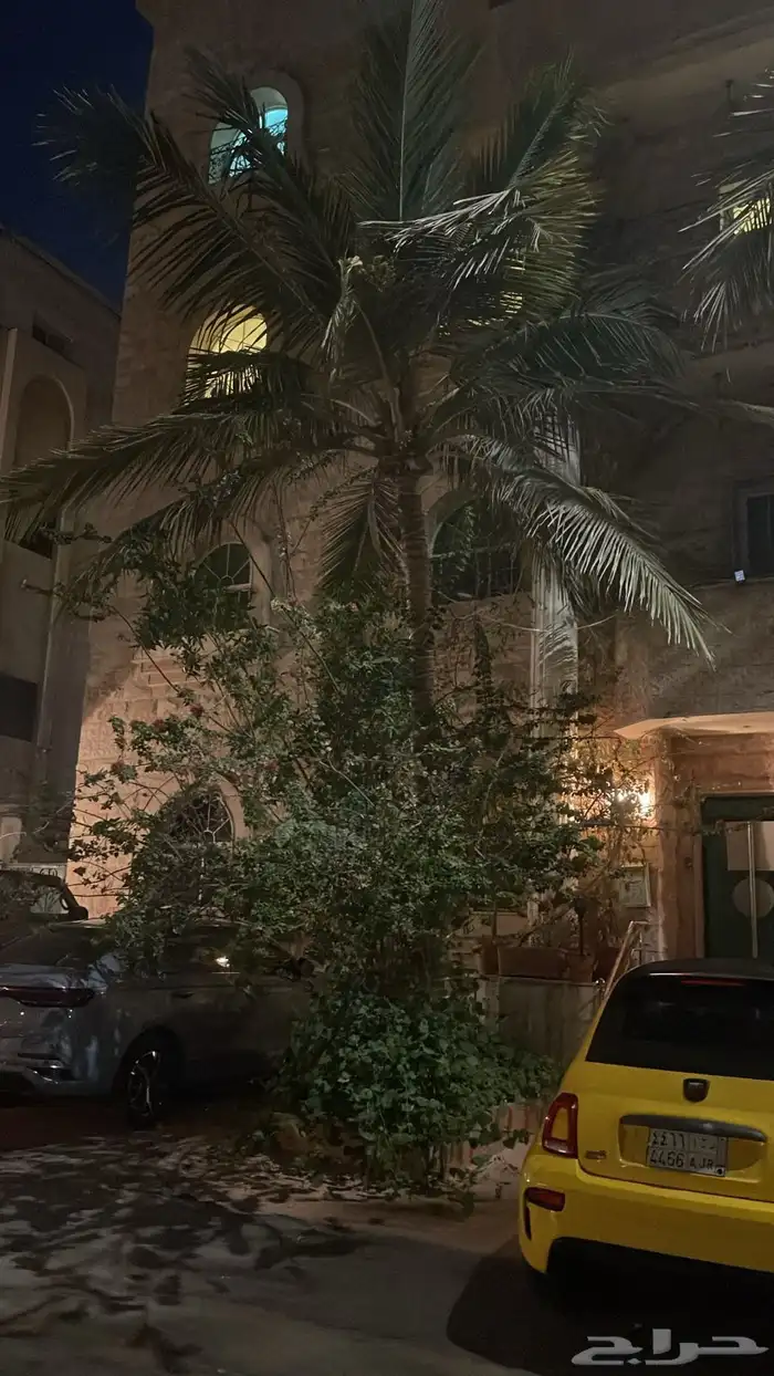 عدد اثنين شجر جوز الهند الطول تقريبا 3 او 4 متر (تم البيع) 2