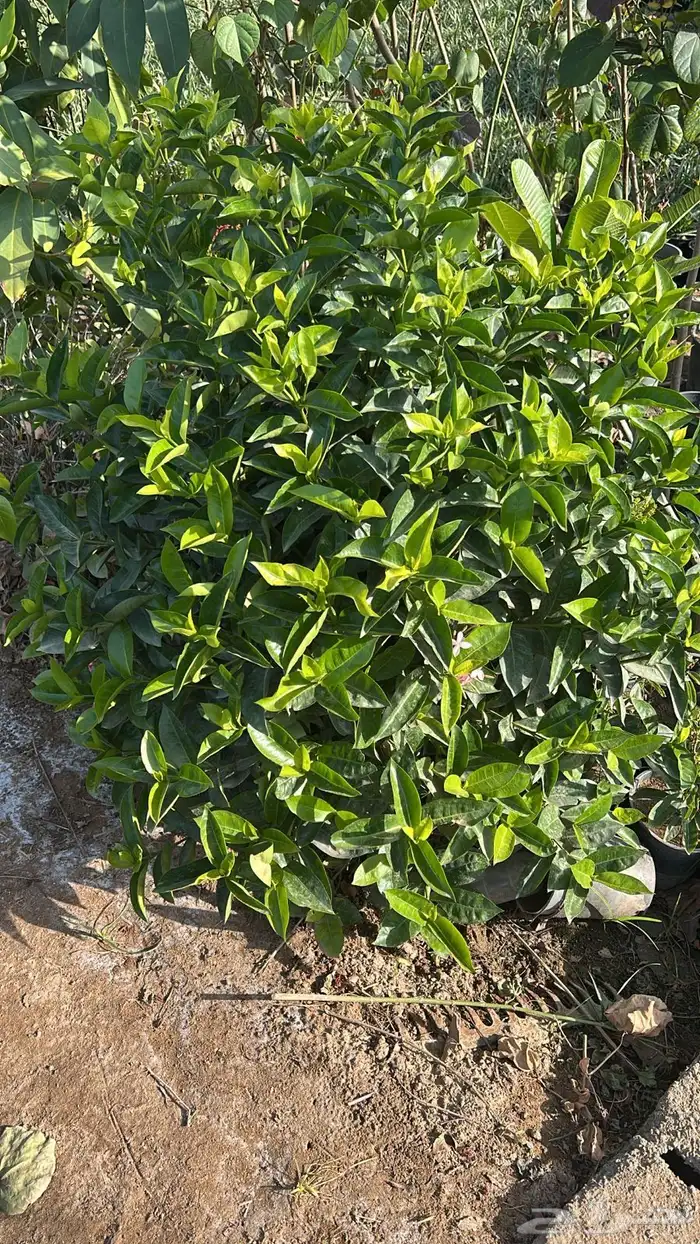أشجار و شجيرات بأسعار الجملة 4