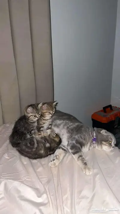 قط ذكر للتزاوج (سكوتش فولد) نوعية ممتازة Scottish Fold 28