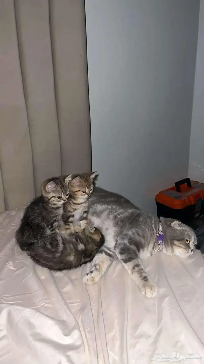 قط ذكر للتزاوج (سكوتش فولد) نوعية ممتازة Scottish Fold 28