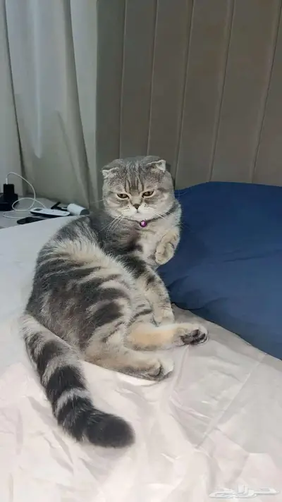 قط ذكر للتزاوج (سكوتش فولد) نوعية ممتازة Scottish Fold 6