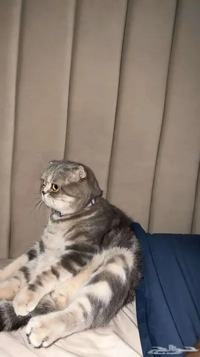 قط ذكر للتزاوج (سكوتش فولد) نوعية ممتازة Scottish Fold 7