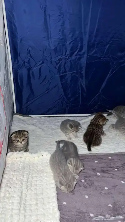قط ذكر للتزاوج (سكوتش فولد) نوعية ممتازة Scottish Fold 26