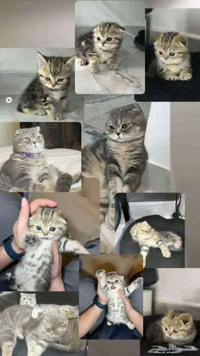 قط ذكر للتزاوج (سكوتش فولد) نوعية ممتازة Scottish Fold 3