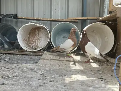 حمام سوري زوج منتج 3