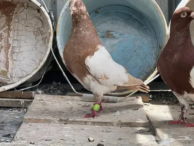 حمام سوري زوج منتج 2