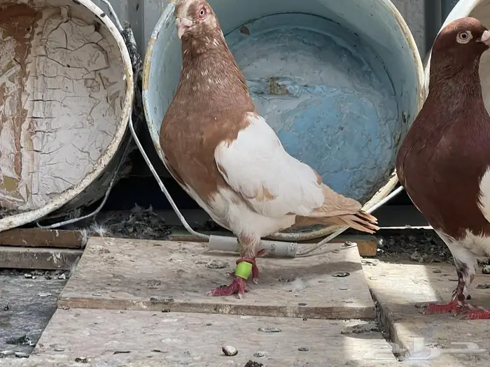 حمام سوري زوج منتج 2