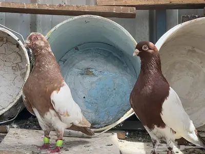 حمام سوري زوج منتج 1