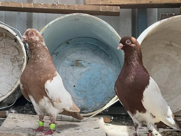 حمام سوري زوج منتج 1