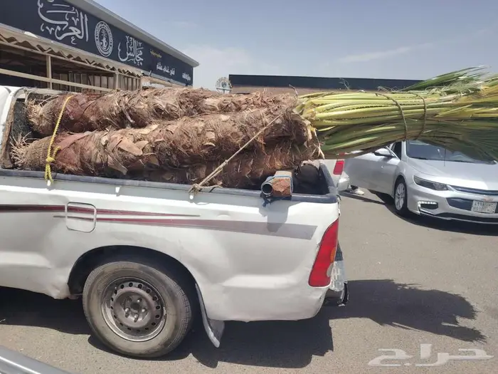 نخل زينه واشنطني في خميس مشيط وابها 0