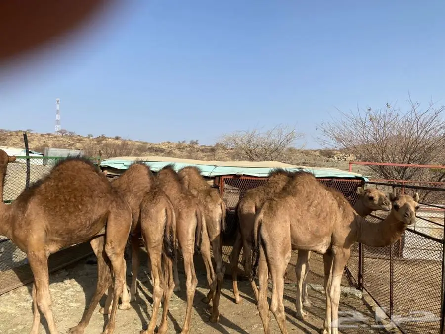 قعدان للبيع 0