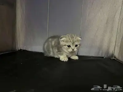 قط ذكر للتزاوج (سكوتش فولد) نوعية ممتازة Scottish Fold 24