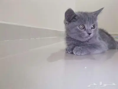 سكوتش ستريت انثى للبيع 600 8
