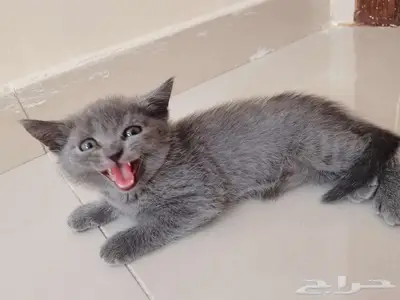 سكوتش ستريت انثى للبيع 600 2