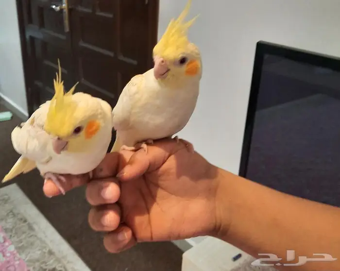 جوز كراون الزكر فراشه والانثي لاينيوم منتج 3