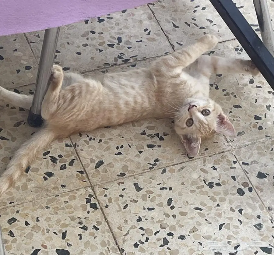 قطط للتبني العاجل 2