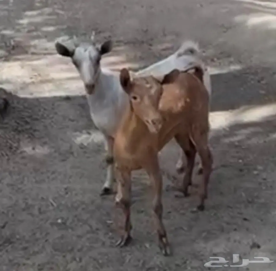 جفرتين 0