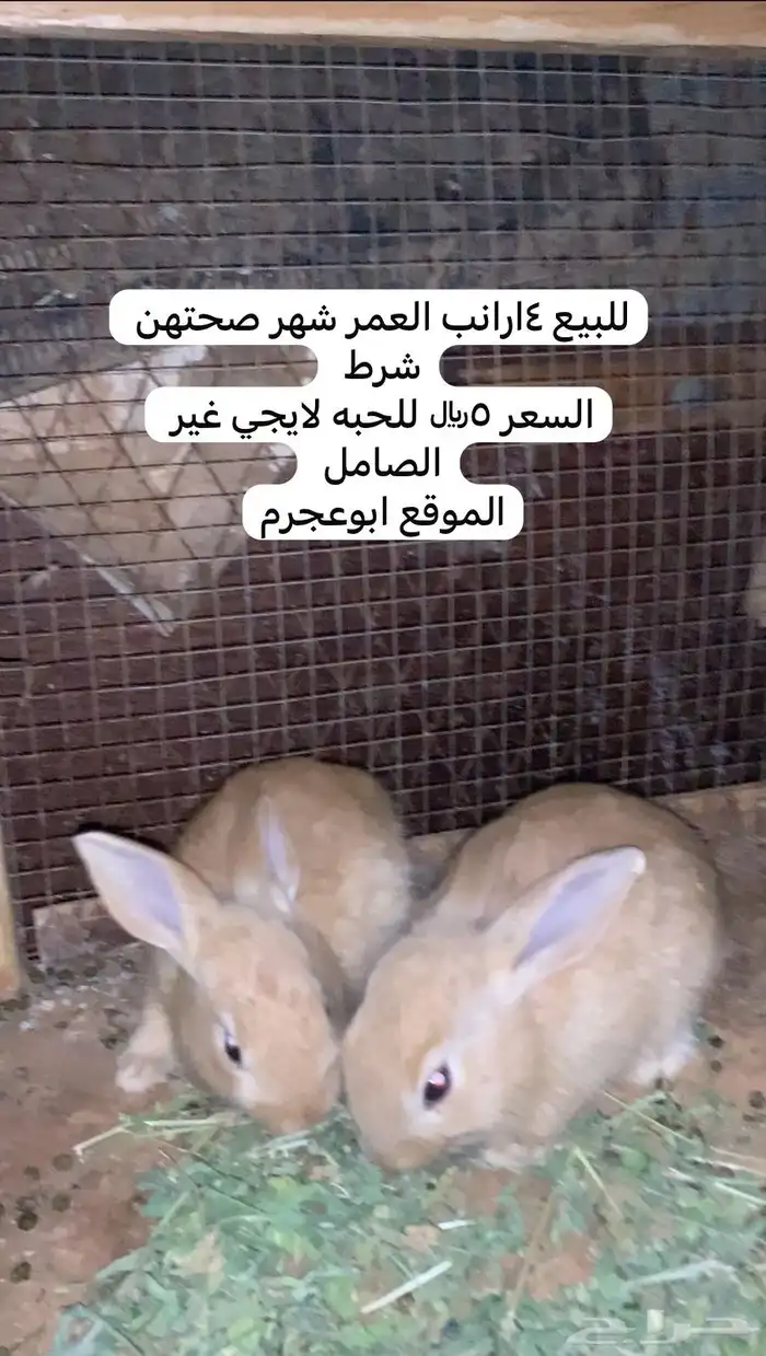 ارانب كبار وصغار 2