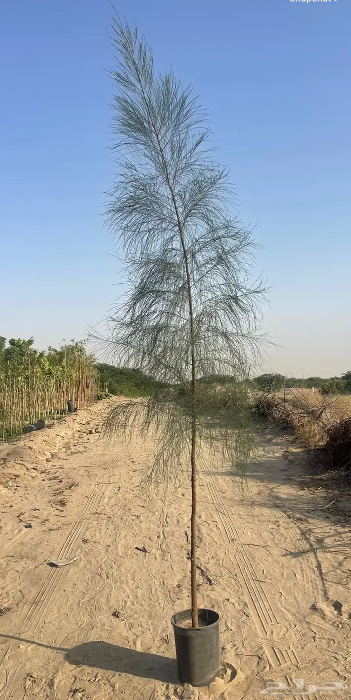مشاتل جملة -جدة 0