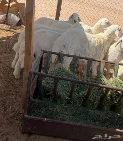 طليان ذبايح حري 0