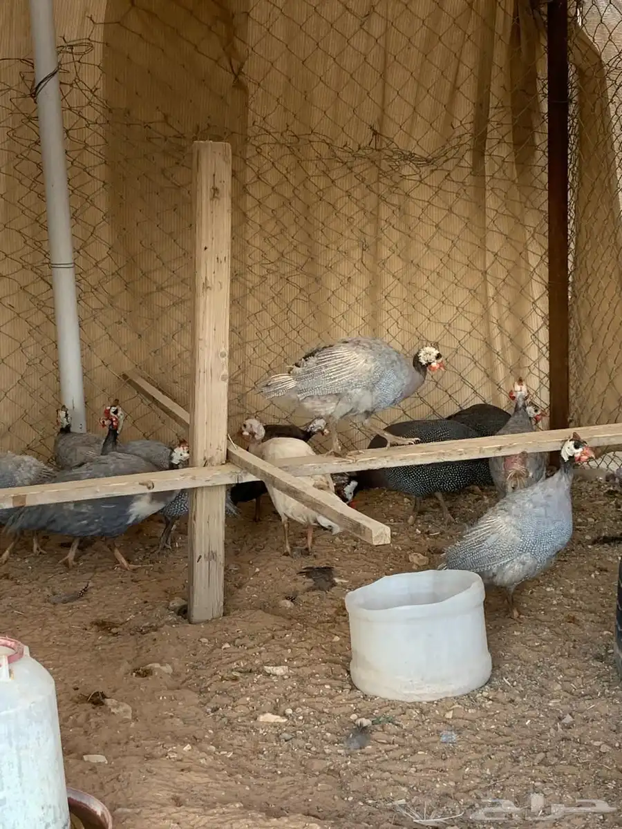 حبش 3