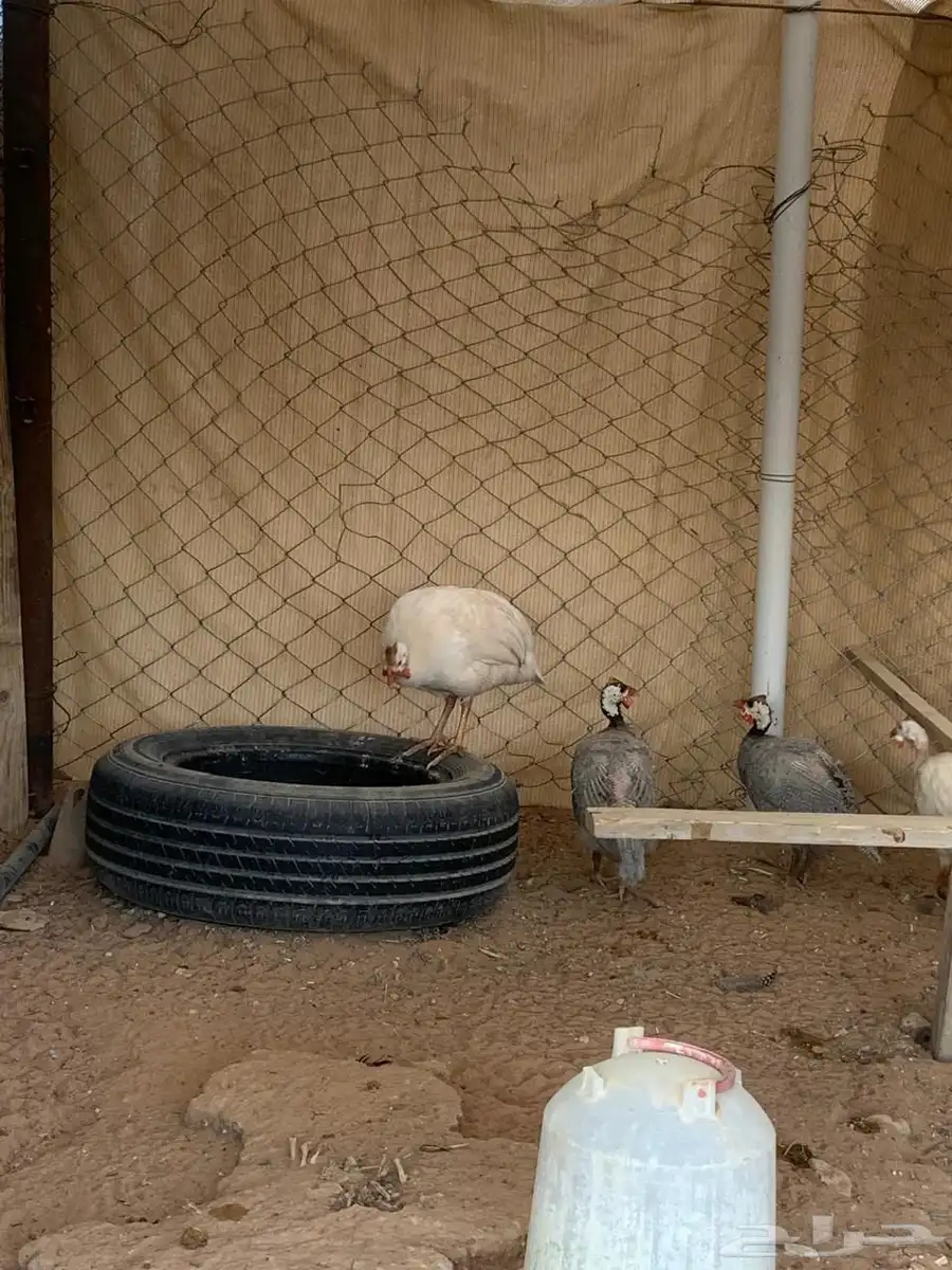 حبش 4