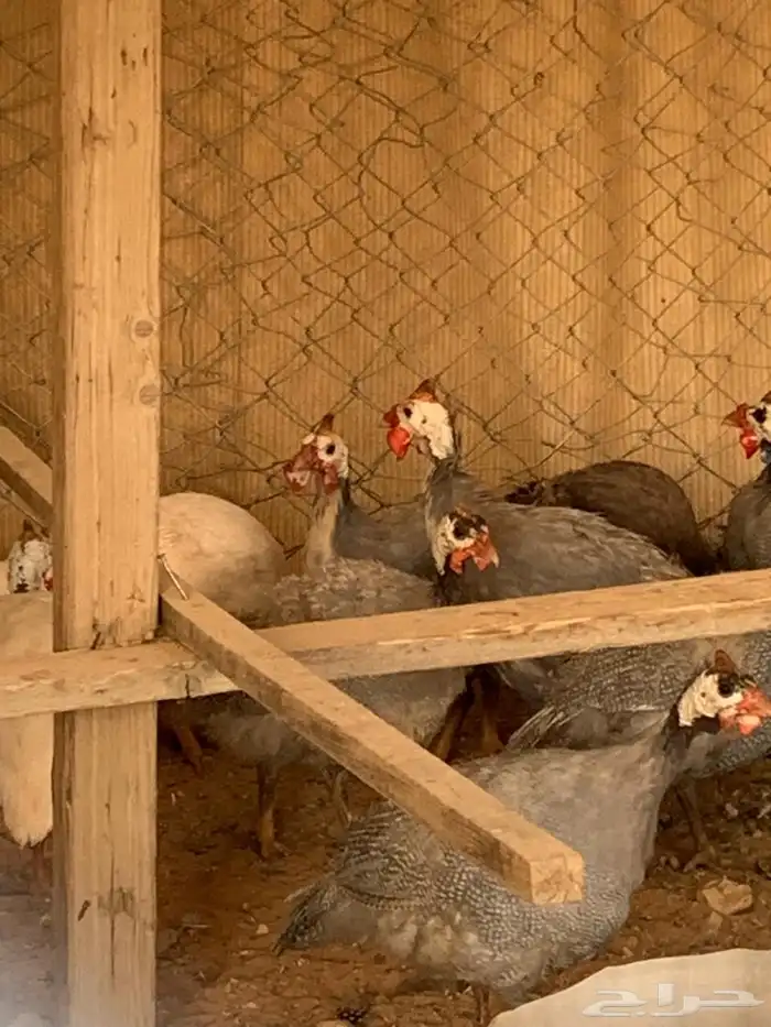 حبش 1