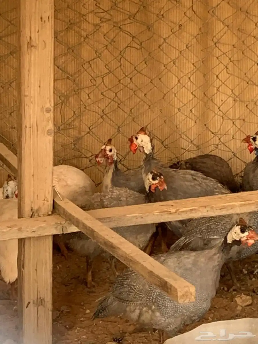 حبش 1