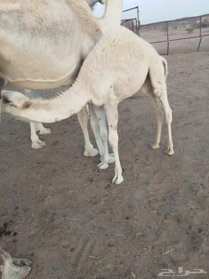 حشوان عدد ثلاثه فل شحم الموقع خيبر الجنوب 1