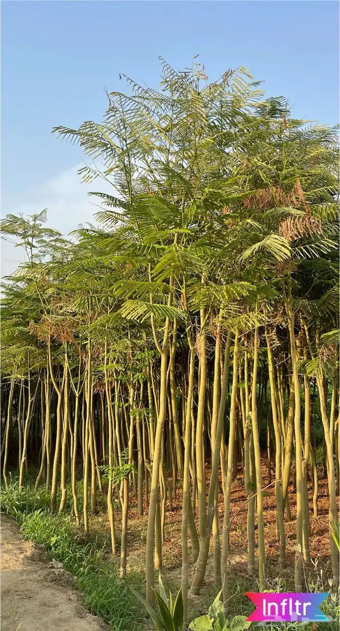 مشاتل جملة -جدة 3