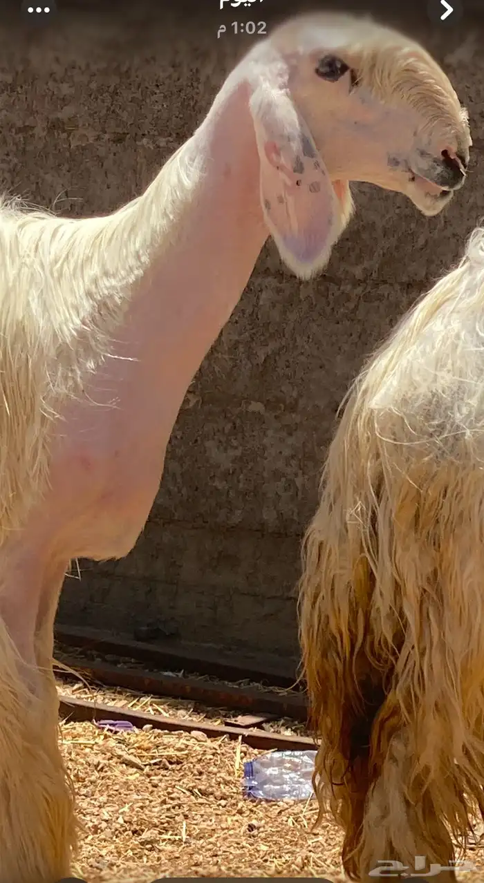 تم البيع تم البيع 4