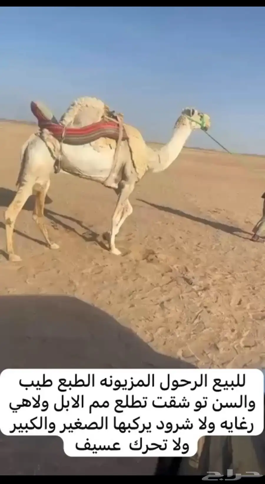 رحول ابل للبيع 0