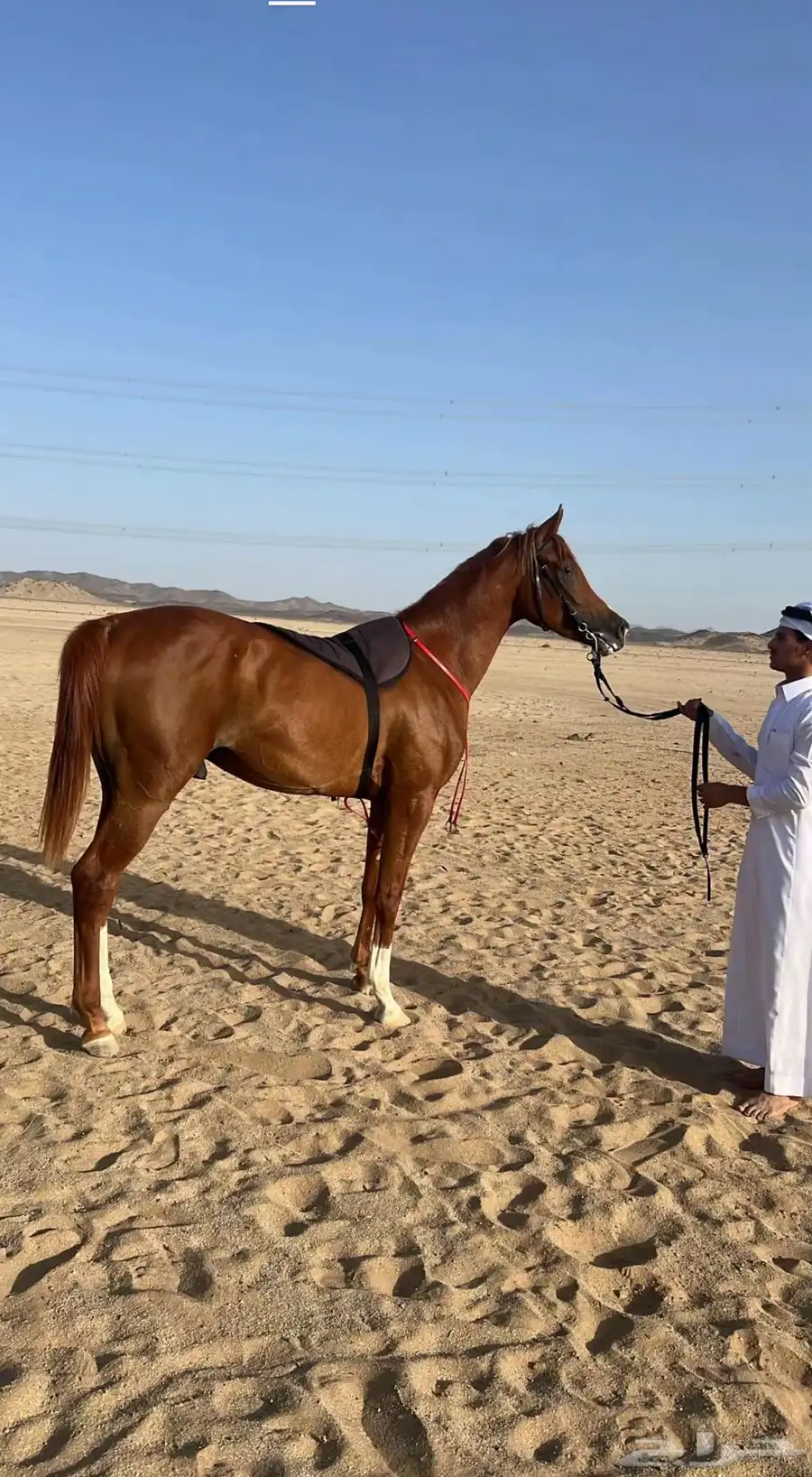 حصان واهو 1
